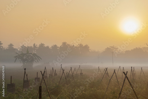 Winter morning - white fog over a green agriculture field with sun rising in the background. Rural Indian scene of sun rise with mist. photo