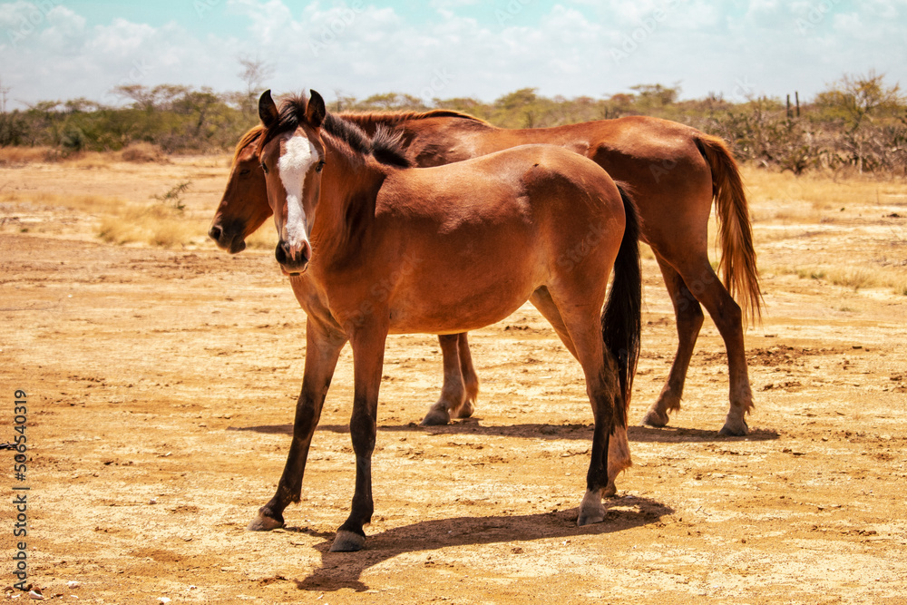 Horse in the desert of Manaure La Guajira Colombia Horse in the desert of Manaure La Guajira Colombia