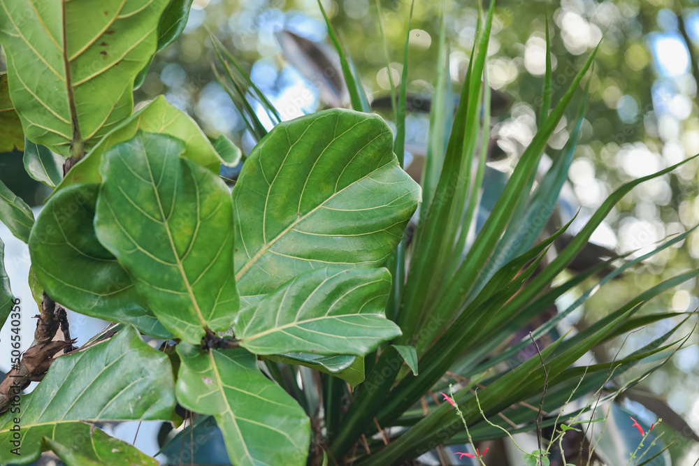 Fiddle leaf fig plant growing outdoors in warm afternoon light