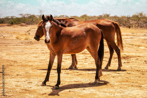 Horse in the desert of Manaure La Guajira Colombia
