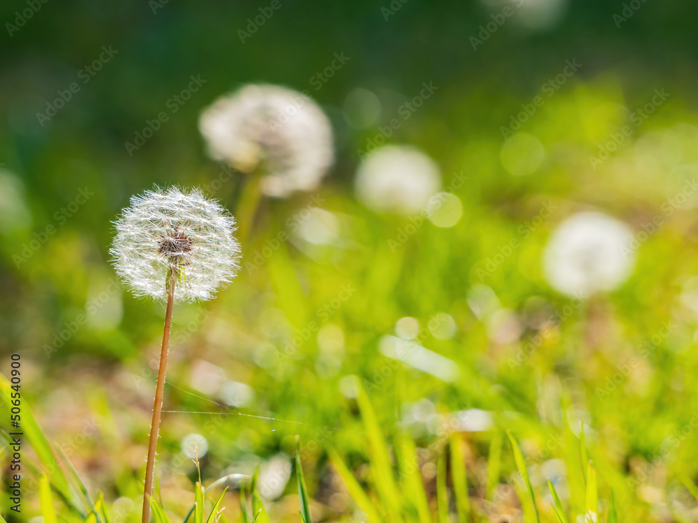 Close up shot of the seeds of Taraxacum officinale Close up shot of the seeds of Taraxacum officinale