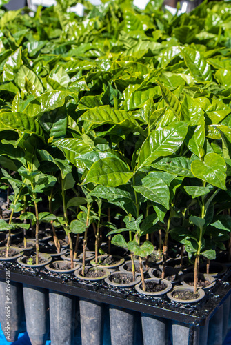 coffee plant seedlings (Coffea arabica) on a seedling farm in Vera Cruz, Sao Paulo state, Brazil