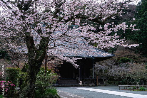妙本寺の桜