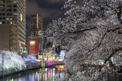 大岡川プロムナードの桜