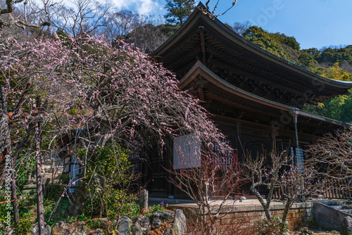 瑞泉寺のしだれ梅