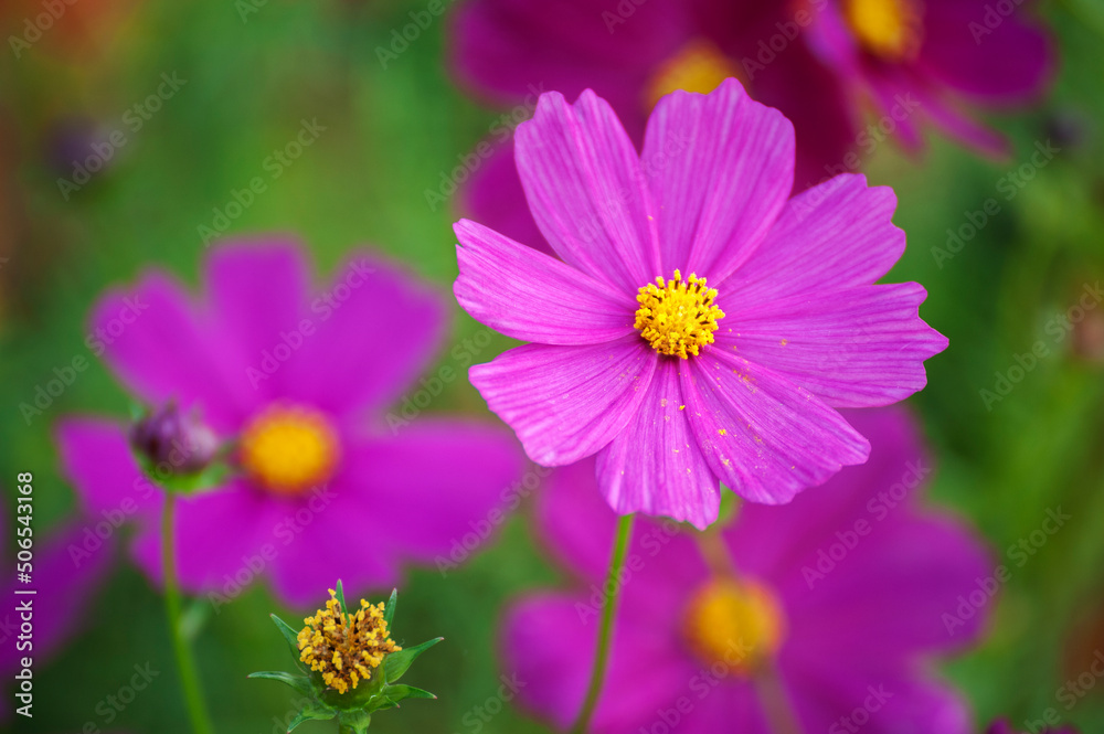 bouquet of asters close-up. soft focus, blur flower. flower background bouquet of asters close-up. soft focus, blur flower. flower background