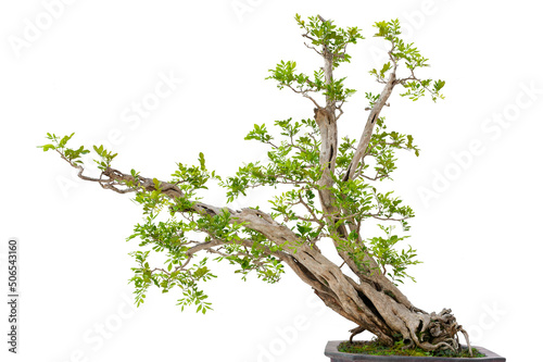 Bonsai pine tree against a white wall