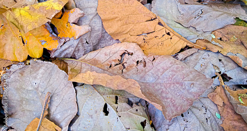 teak leaves that fall in the dry season