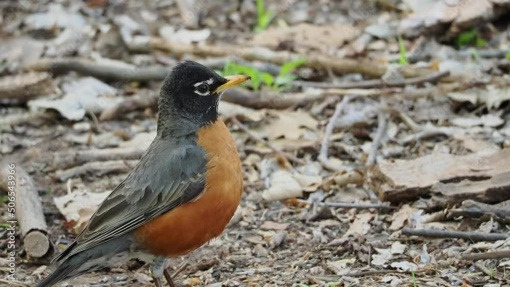 Close up shot of American Robin on ground Close up shot of American Robin on ground