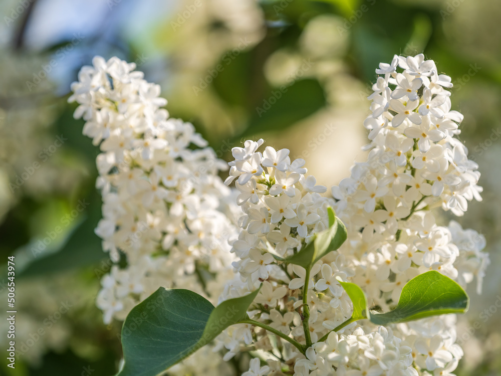 White Blooming Lilac Flowers in spring with blured background White Blooming Lilac Flowers in spring with blured background