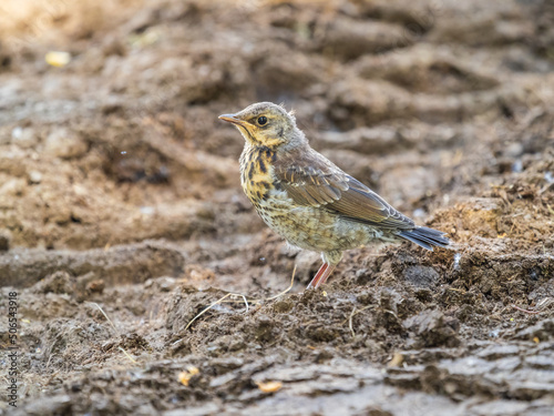 A fieldfare chick, Turdus pilaris, has left the nest and sitting on the spring lawn. A fieldfare chick sits on the ground and waits for food from its parents.