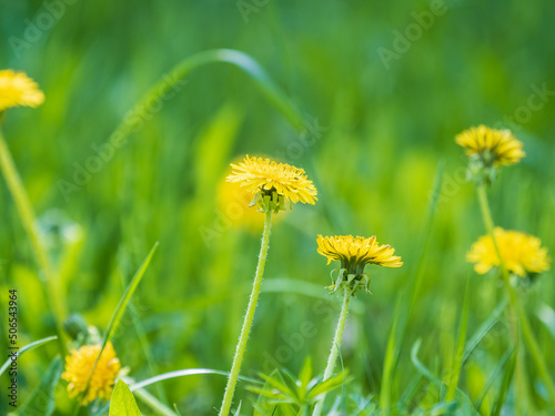Field of yellow dandelions. Taraxacum officinale  the common dandelion
