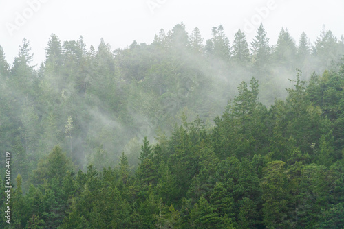 Fototapeta Naklejka Na Ścianę i Meble -  fog clouds and mist rising from the forest trees