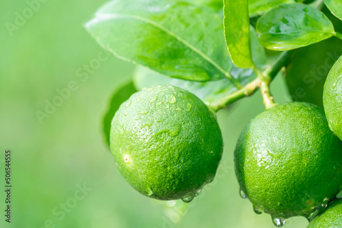 Fresh green Lemon fruit hanging from branch on Lemon tree garden and healthy food concept, group of Lemon, macro