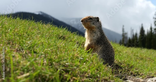 Columbian ground squirrel (Urocitellus columbianus) looking out of the entrance of its burrow in Ernest Calloway Manning Park, British Columbia, Canada. photo