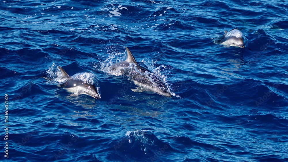Fototapeta premium School of dusky dolphins (Lagenorhynchus obscurus) off the coast of the Falkland Islands in the South Atlantic Ocean