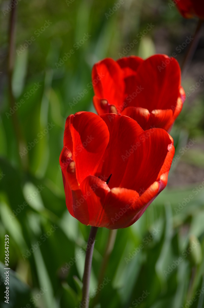 red tulips large