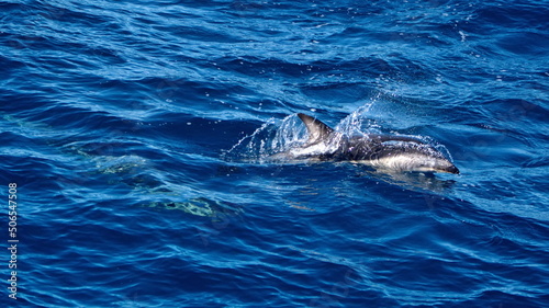 Dusky dolphin  Lagenorhynchus obscurus  off the coast of the Falkland Islands in the South Atlantic Ocean