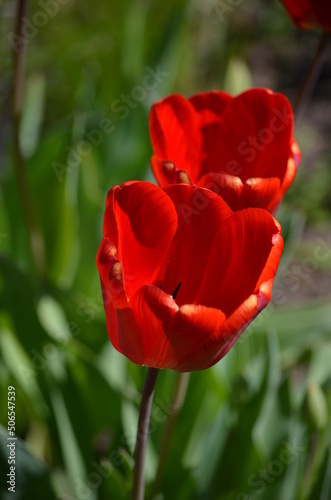 red tulips large