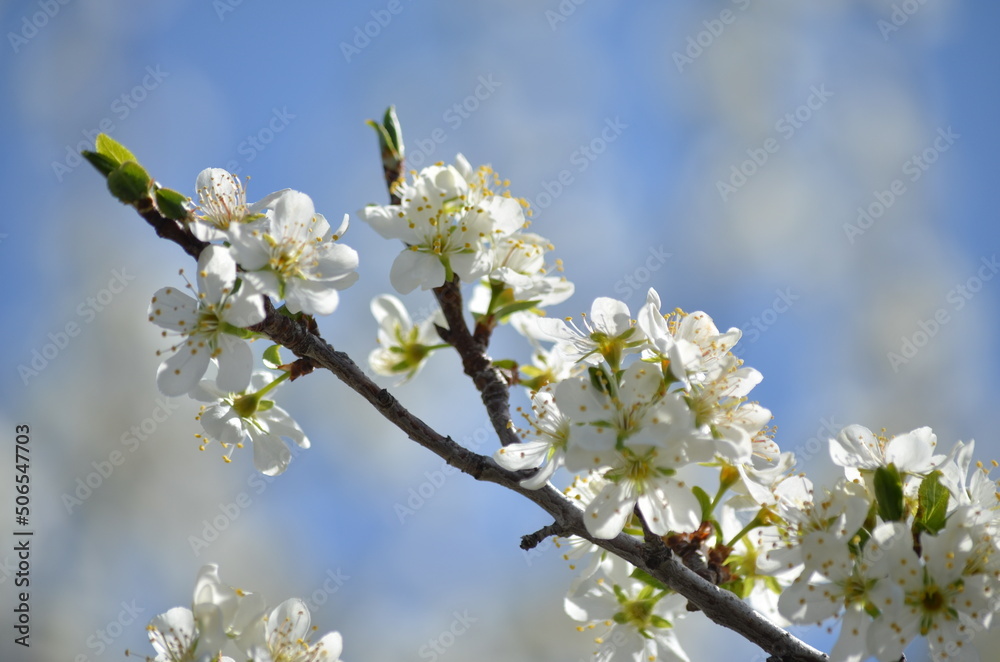 apple blossoms in spring against the blue sky