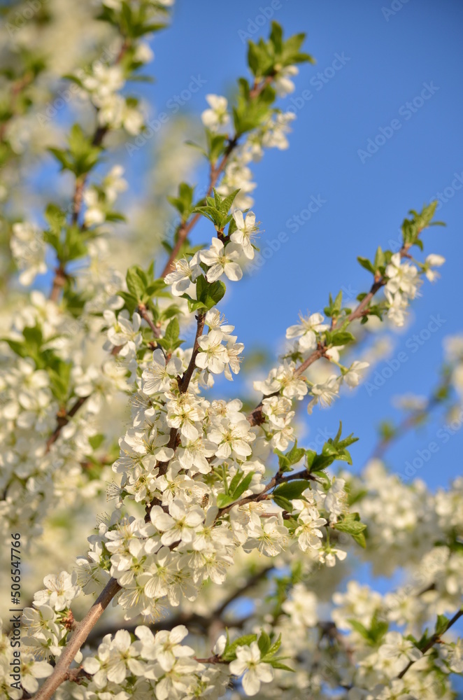 apple blossoms in spring against the blue sky apple blossoms in spring against the blue sky