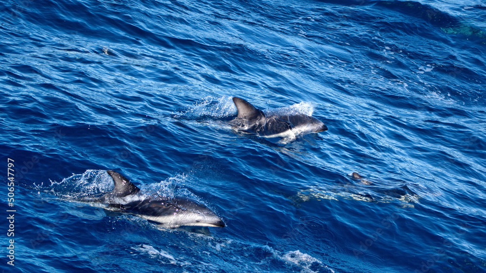 Fototapeta premium Dusky dolphins (Lagenorhynchus obscurus) off the coast of the Falkland Islands in the South Atlantic Ocean