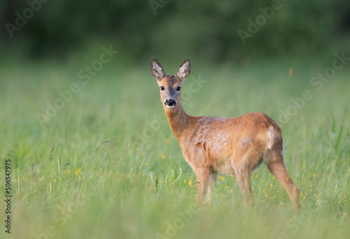 Fototapeta Naklejka Na Ścianę i Meble -  Roe deer female ( Capreolus capreolus )