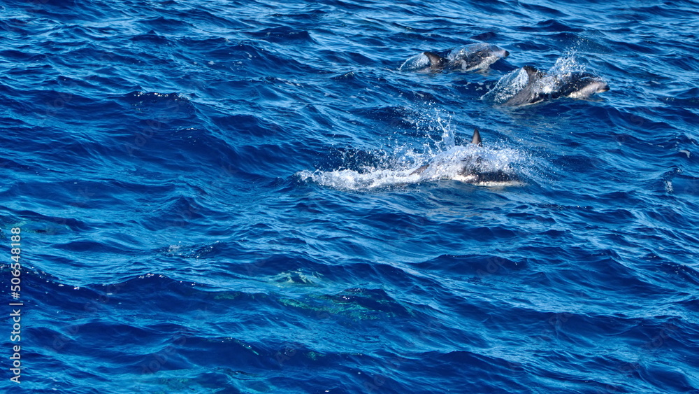 Fototapeta premium School of dusky dolphins (Lagenorhynchus obscurus) off the coast of the Falkland Islands in the South Atlantic Ocean