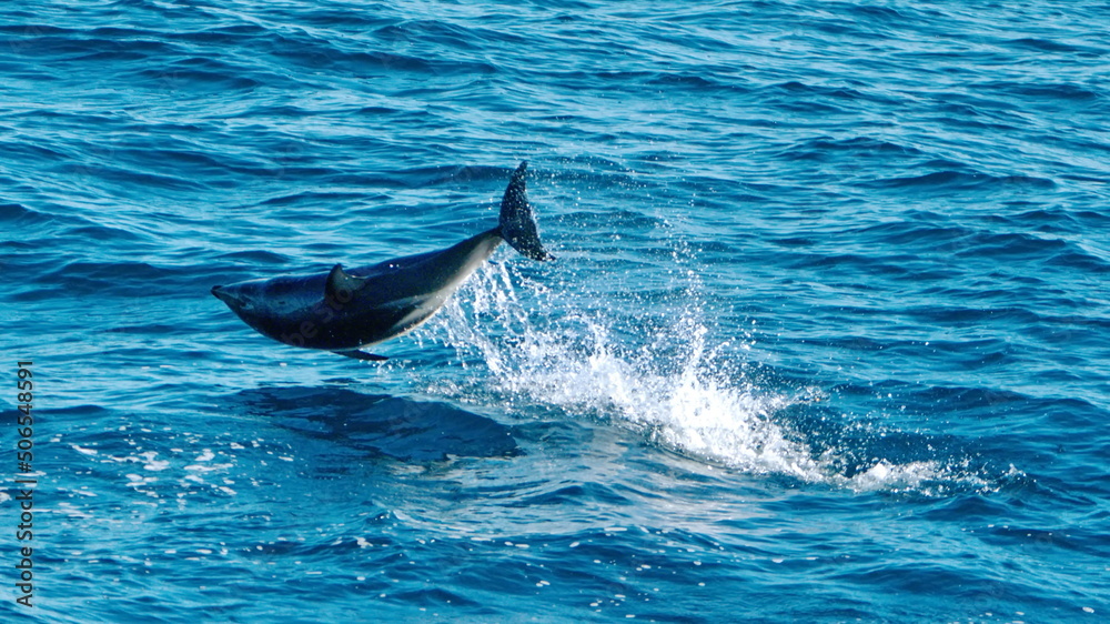 Fototapeta premium Dusky dolphin (Lagenorhynchus obscurus) leaping out of the water off the coast of the Falkland Islands in the South Atlantic Ocean