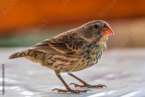 Darwin's finches photo