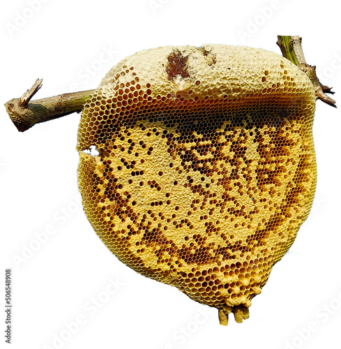 bees on a completely isolated white background