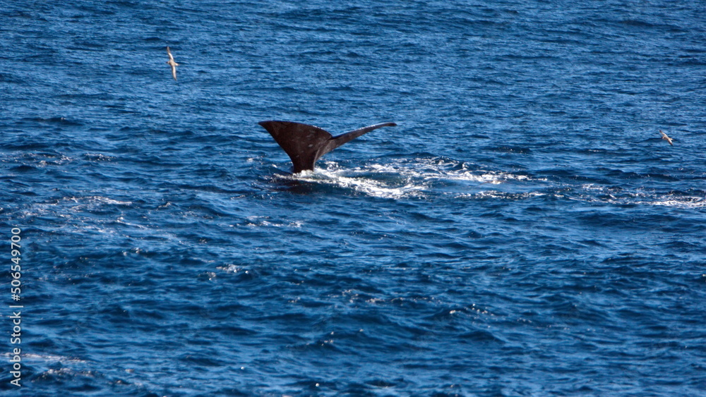 Fototapeta premium Fluke of a diving sperm whale (Physeter macrocephalus) off the coast of the Falkland Islands in the South Atlantic Ocean