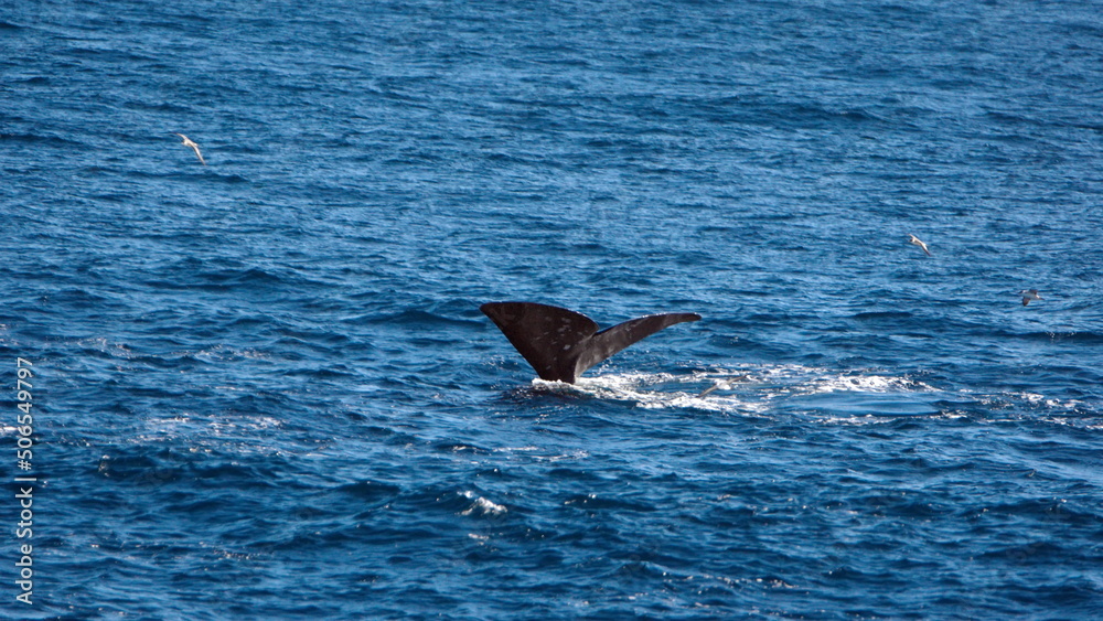 Fototapeta premium Fluke of a diving sperm whale (Physeter macrocephalus) off the coast of the Falkland Islands in the South Atlantic Ocean