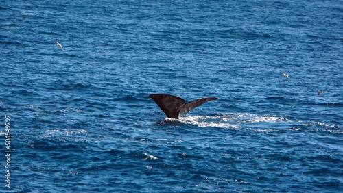 Fluke of a diving sperm whale (Physeter macrocephalus) off the coast of the Falkland Islands in the South Atlantic Ocean