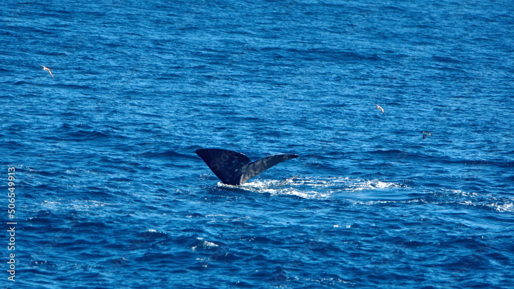 Fototapeta premium Fluke of a diving sperm whale (Physeter macrocephalus) off the coast of the Falkland Islands in the South Atlantic Ocean