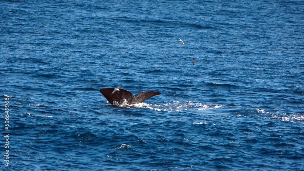 Naklejka premium Fluke of a diving sperm whale (Physeter macrocephalus) off the coast of the Falkland Islands in the South Atlantic Ocean