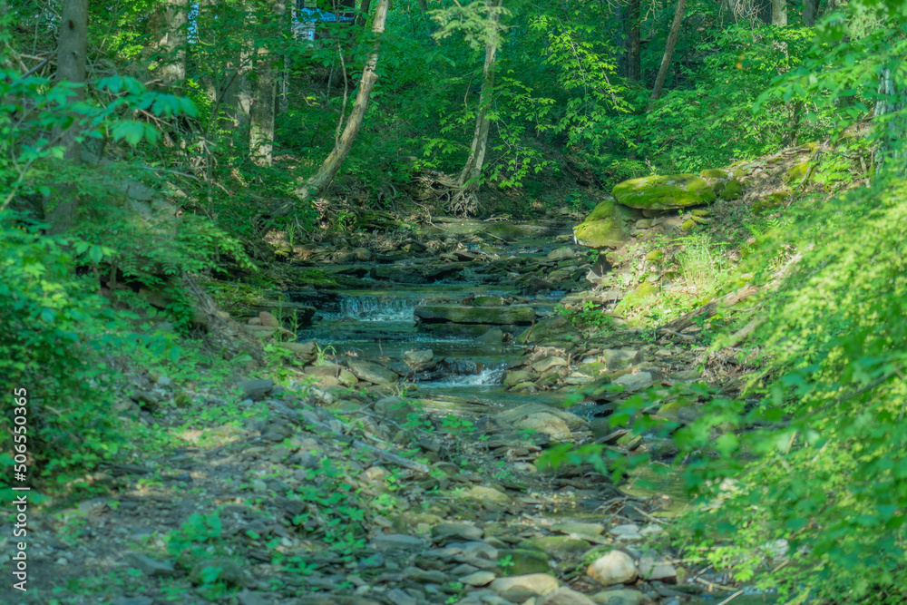 Fototapeta premium stream in the forest