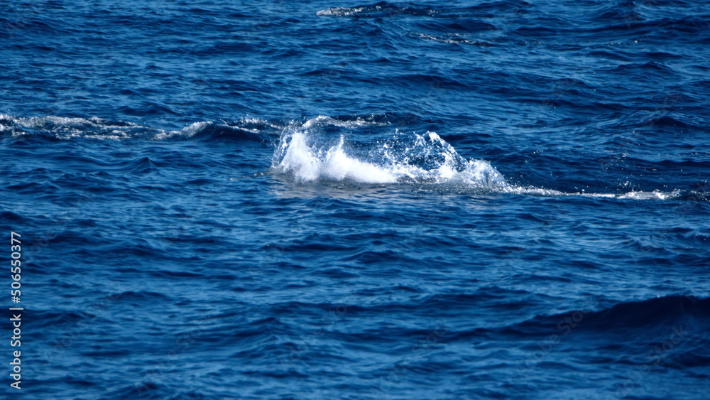 School of dusky dolphins (Lagenorhynchus obscurus) off the coast of the Falkland Islands in the South Atlantic Ocean School of dusky dolphins (Lagenorhynchus obscurus) off the coast of the Falkland Islands in the South Atlantic Ocean