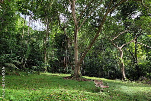 Beautiful Nature Landscape Of Penang Botanical Garden. Botanical gardens provide an excellent medium for communication between the world of botanical science and the general public.