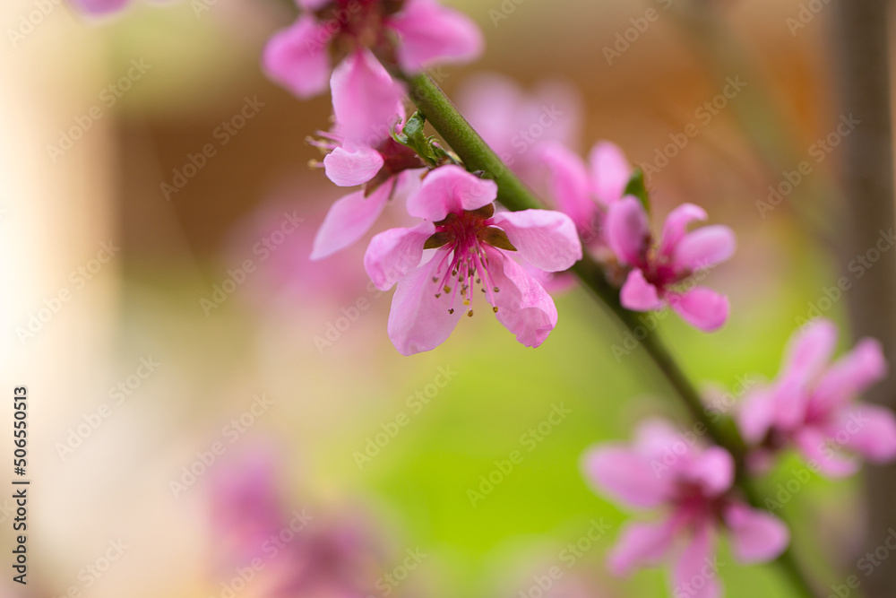 beautiful blooming peach tree in spring