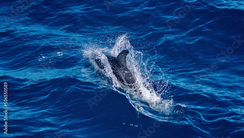 Dusky dolphin (Lagenorhynchus obscurus) off the coast of the Falkland Islands in the South Atlantic Ocean © Angela