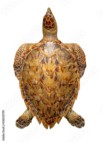 The hawksbill sea turtle (Eretmochelys imbricata), isolated on white background photo