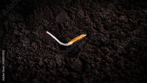 Fotografie, Obraz Awoken zucchini seed in the ground close-up