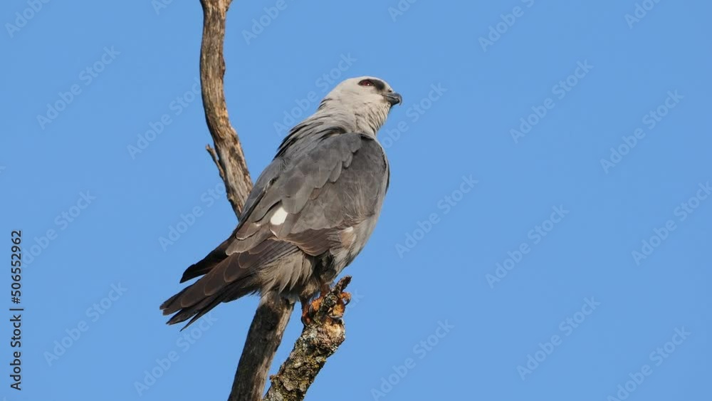 Close up shot of Mississippi kite resting Close up shot of Mississippi kite resting