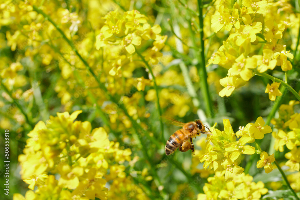 Pszczoły w locie przy pracy nad polem żółtego rzepaku. Słoneczny dzień, żywe kolory, kontrast, close-up, makro, bokeh. - obrazy, fototapety, plakaty 