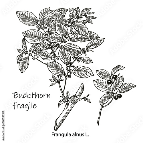 Frangula alnus. Vector hand drawn herb. Botanical plant illustration. Vintage medicinal herb sketch. photo