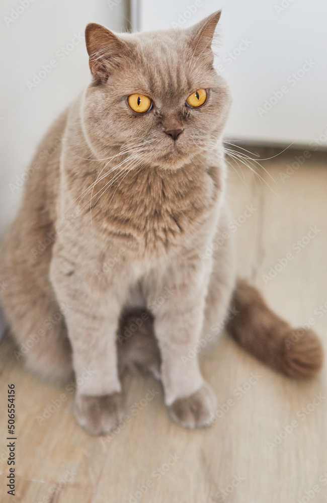 British lilac cat with yellow eyes sits on wooden floor