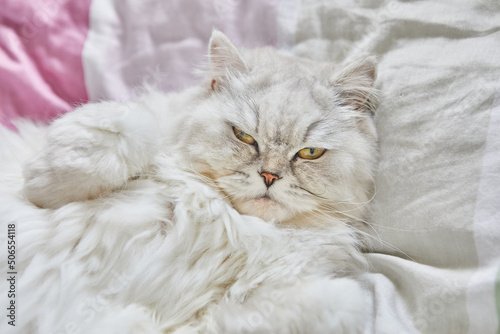 British longhair white cat lies on his back in bed.