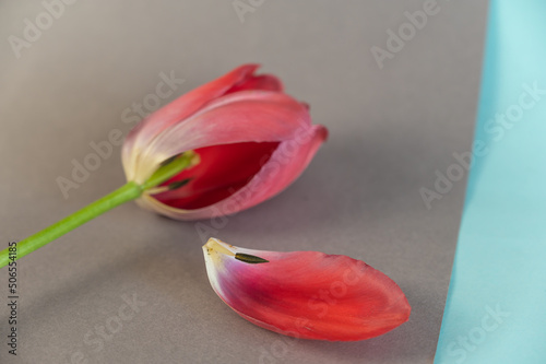 Red tulip against a gray-blue background. A beautiful spring flower. Fallen petal with stamen lying on the surface.