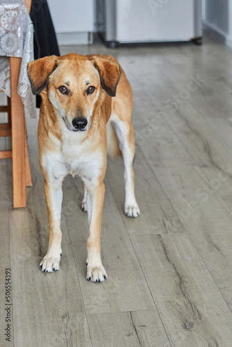 Cute red dog with sad eyes is standing in the room on the floor and waiting for the owner